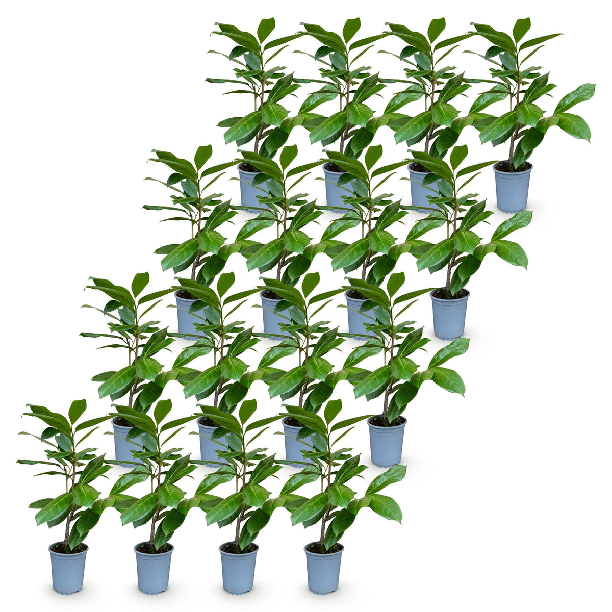 Kirschlorbeer 'Rotundifolia' – Prunus laurocerasus 'Rotundifolia' – 16 Heckenpflanzen – Topf Ø9cm – Ansicht 2