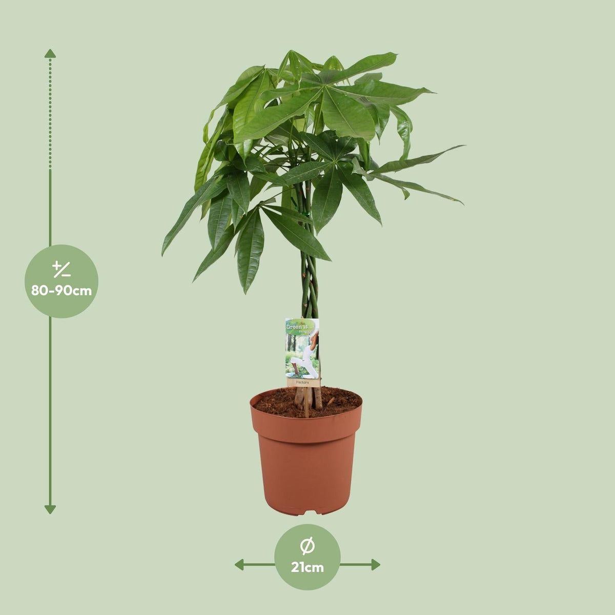 Glückskastanie – Pachira Aquatica – Zimmerpflanze – Ø21 cm – ↕90 cm – Symbolische Pflanze – Pflegeleicht – Grünpflanze 