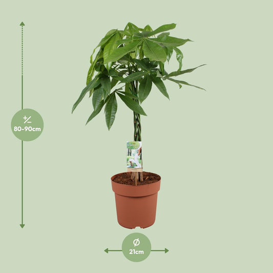 Glückskastanie – Pachira Aquatica – Zimmerpflanze – Ø21 cm – ↕90 cm – Symbolische Pflanze – Pflegeleicht – Grünpflanze 