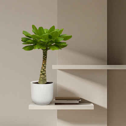 Vulkanpalme Brighamia insignis – Zimmerpflanze 25cm hoch – Ø12cm – Tropische Rarität mit glänzenden Blättern – Pflegeleicht & dekorativ – Auch bekannt als Hawaiianische Palme 