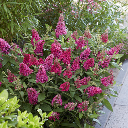 Flieder Buddleja Butterfly Candy Little Ruby 3er Set – kompakter Schmetterlingsstrauch rot bis tiefrosa – Topf 12cm – Höhe 20-25cm – duftend, nektarreich, insektenfreundlich – für Beet, Kübel, Balkon & Terrasse 