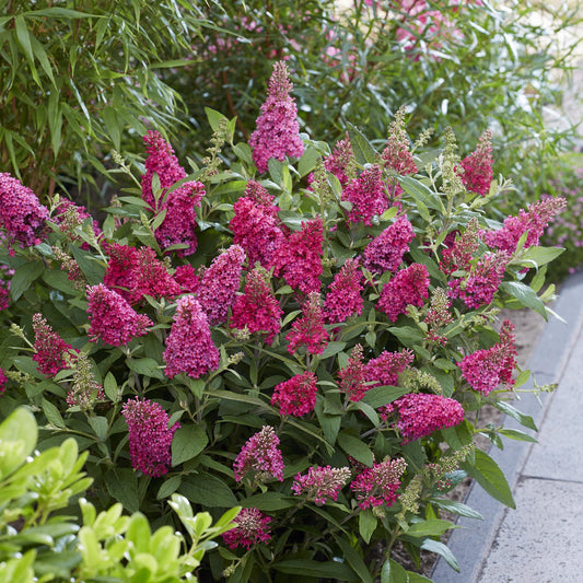 Flieder Buddleja Butterfly Candy Little Ruby 3er Set – kompakter Schmetterlingsstrauch rot bis tiefrosa – Topf 12cm – Höhe 20-25cm – duftend, nektarreich, insektenfreundlich – für Beet, Kübel, Balkon & Terrasse 