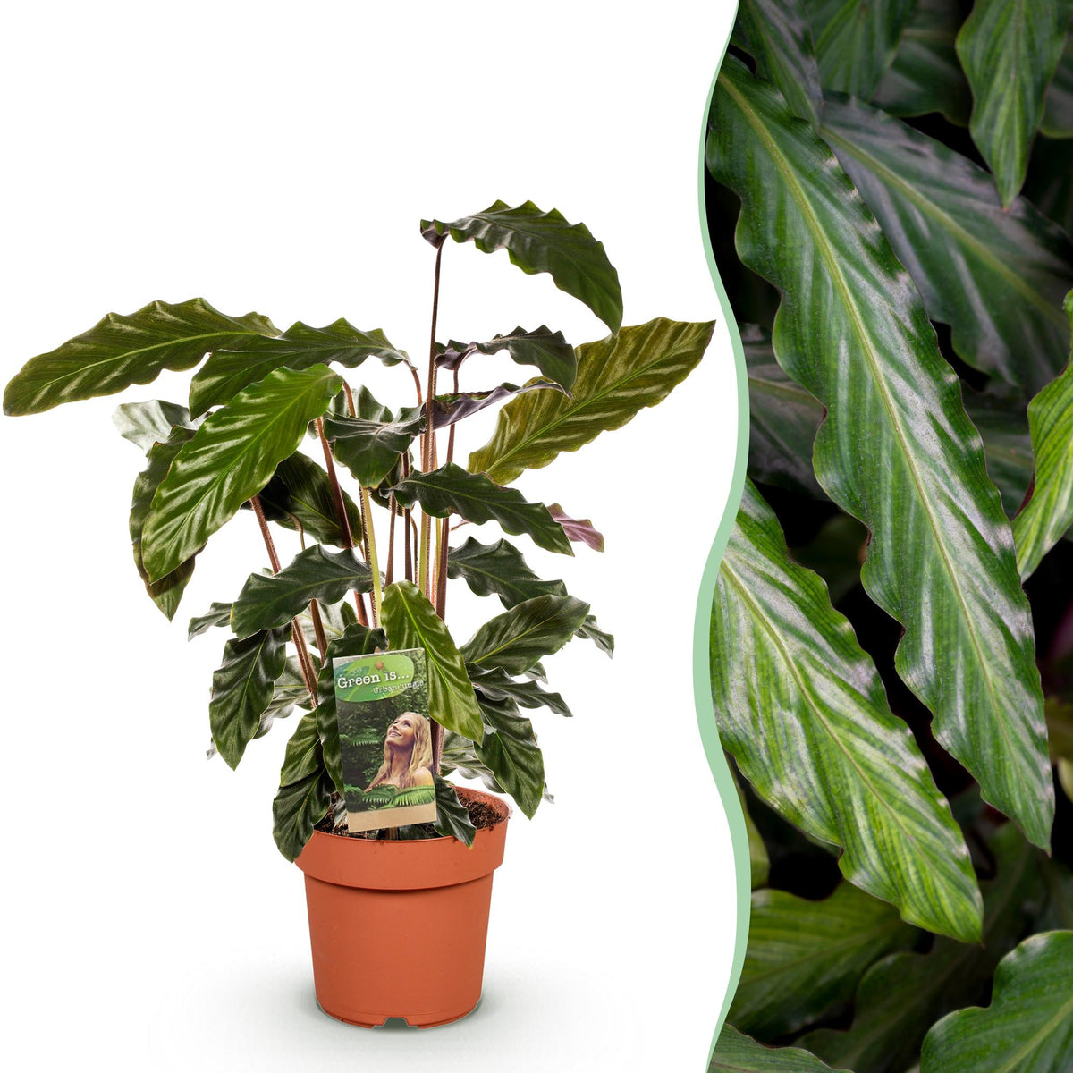 Samt-Korbmarante Calathea rufibarba, Topf Ø17cm