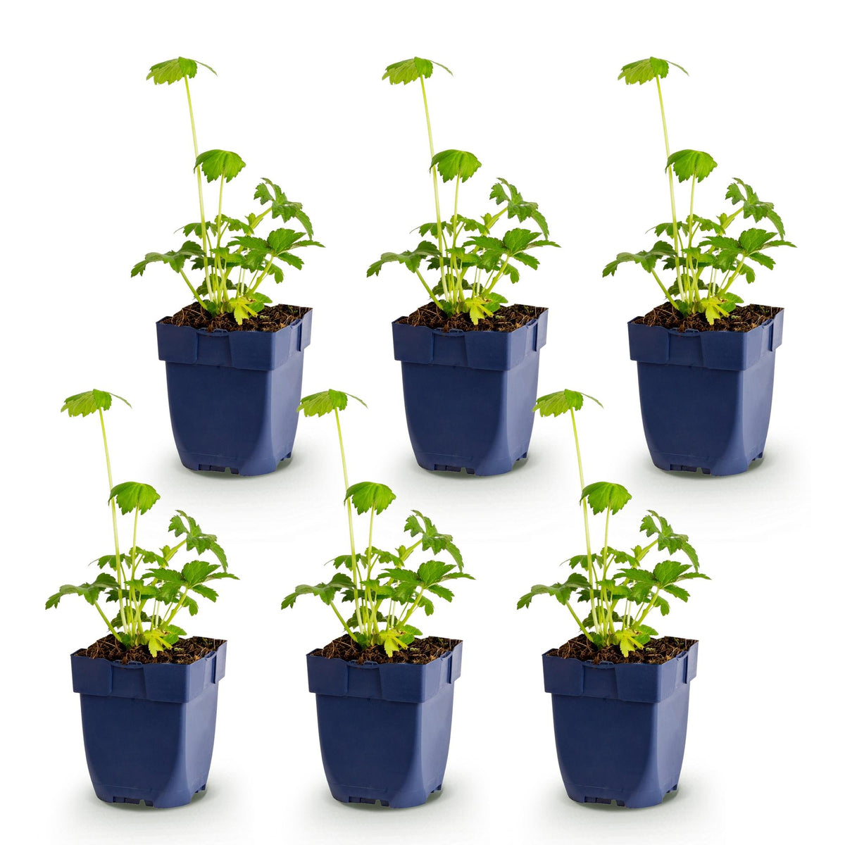 Sterndolde – Astrantia major – 6 Pflanzen – Topf Ø11cm – Bienenfreundliche Staude für Garten & Balkon – Ansicht 2