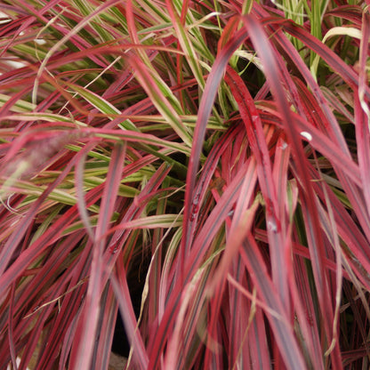 GreenboutiQ - Ziergräser - Uncinia rubra Everflame - Rot - 1 Pflanze - Immergrün - Winterhart - Topf 17cm Höhe 50cm 
