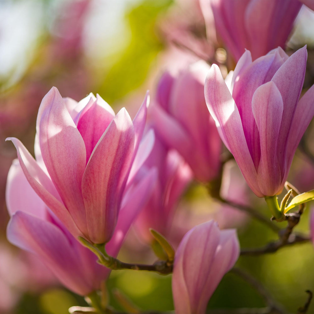 GreenboutiQ - Gartenpflanze - Magnolia Heaven Scent - Blüte Rosa - 1 Pflanze - Laubabwerfend - Wenig Pflege - Topf 12cm Höhe 30cm 