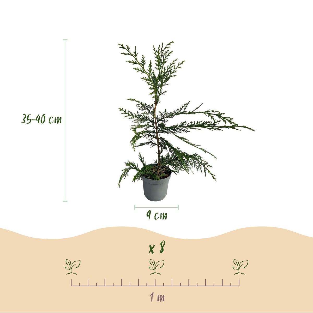 Leyland-Zypresse Cupressocyparis leylandii – Immergrüne Heckenpflanze – 8 Pflanzen – 1 m – 9 cm Höhe 35–40 cm – Schnellwachsend & Pflegeleicht 