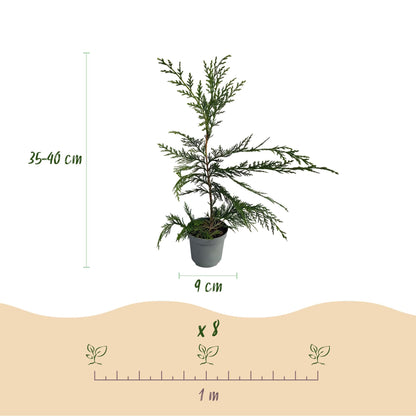 Leyland-Zypresse Cupressocyparis leylandii – Immergrüne Heckenpflanze – 8 Pflanzen – 1 m – 9 cm Höhe 35–40 cm – Schnellwachsend & Pflegeleicht 
