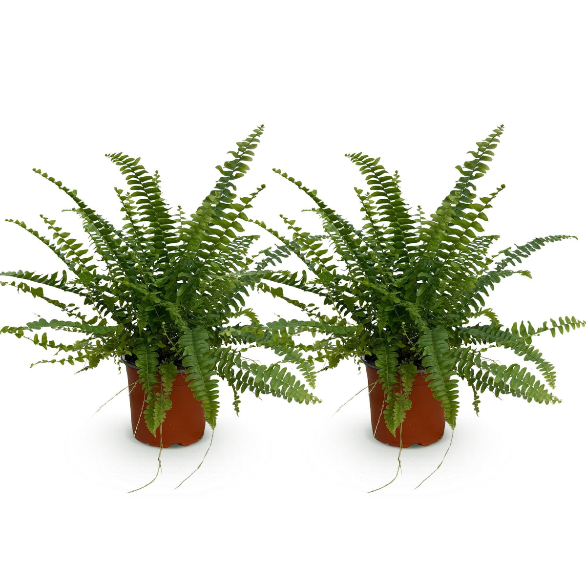 Green boutiQ - Zimmerpflanze - Nephrolepsis exaltata Green Lady - Farn - Haustierfreundlich - Grün - 2 Pflanzen - Topf 12cm - Höhe 28-30cm 