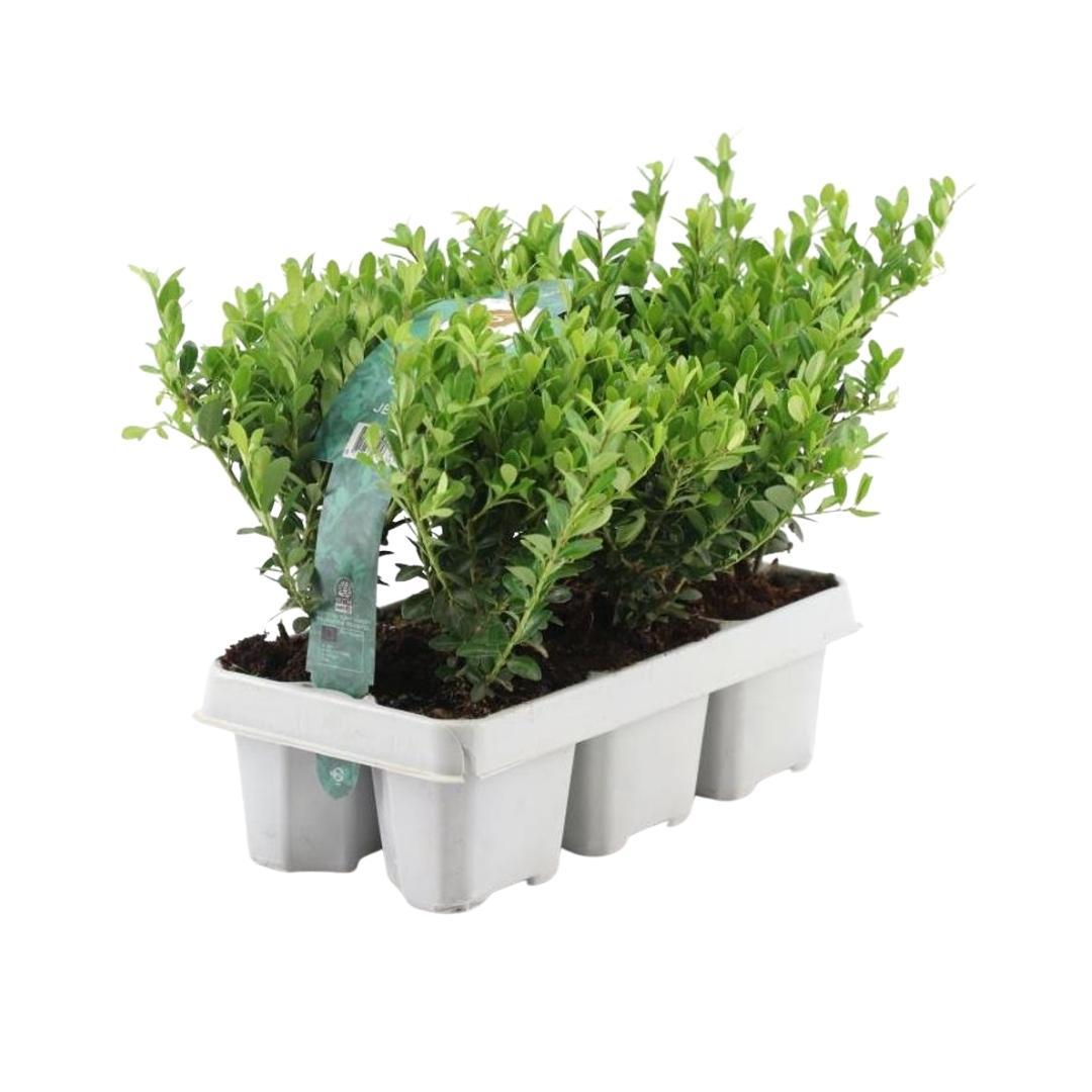 Ilex crenata 'Jenny' – Stechpalme Sträucher – Ø7cm – ↕15cm – 6 Pflanzen – Immergrün, Pflegeleicht & Winterhart – Buchsbaum-Alternative 