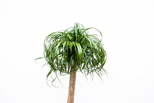 Beaucarnea XXL ca.180-200cm Zimmerpflanze