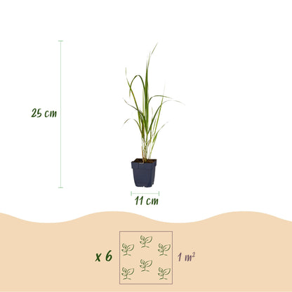 Rohrglanzgras 'Karl Foerster' – Molinia arundinacea 'Karl Foerster' – 12 Pflanzen – Topf Ø11cm – Ansicht 3