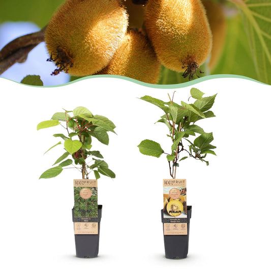 Green boutiQ - Obstpflanze - Actinidia Weiki & Golden Kiwi - Kiwipflanze - 1 Männlich - 1 Weiblich - Pflanzen - Gelb - Topf 15cm - Höhe 50cm 