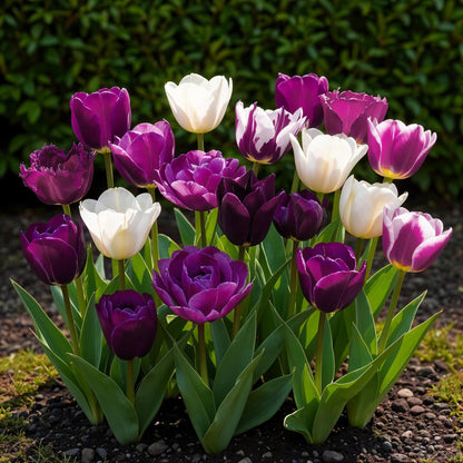 GreenboutiQ - Blumenzwiebeln - Tulp Blueberry mix - Verschiedene Farben - 12 Stück - Zwiebelgröße 11/12 - XXL Pack 