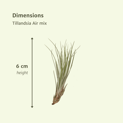 Tillandsia Air Mix – 20 Stück Luftpflanzen – Ø6cm – ca. 6cm hoch – Pflegeleichte Tillandsien-Mischung – Erdlos & dekorativ – Für kreative Wohnideen 