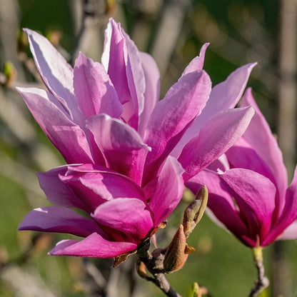 GreenboutiQ - Gartenpflanze - Magnolia liliiflora Nigra - Blüte Lila - 1 Pflanze - Laubabwerfend - Geringer Pflegeaufwand - Topf 12cm Höhe 30cm 