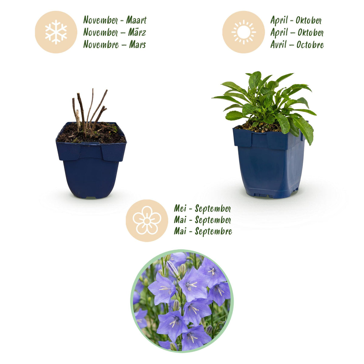 Pfirsichblättrige Glockenblume – Campanula persicifolia – 6 Pflanzen – Topf Ø11cm – Ansicht 4