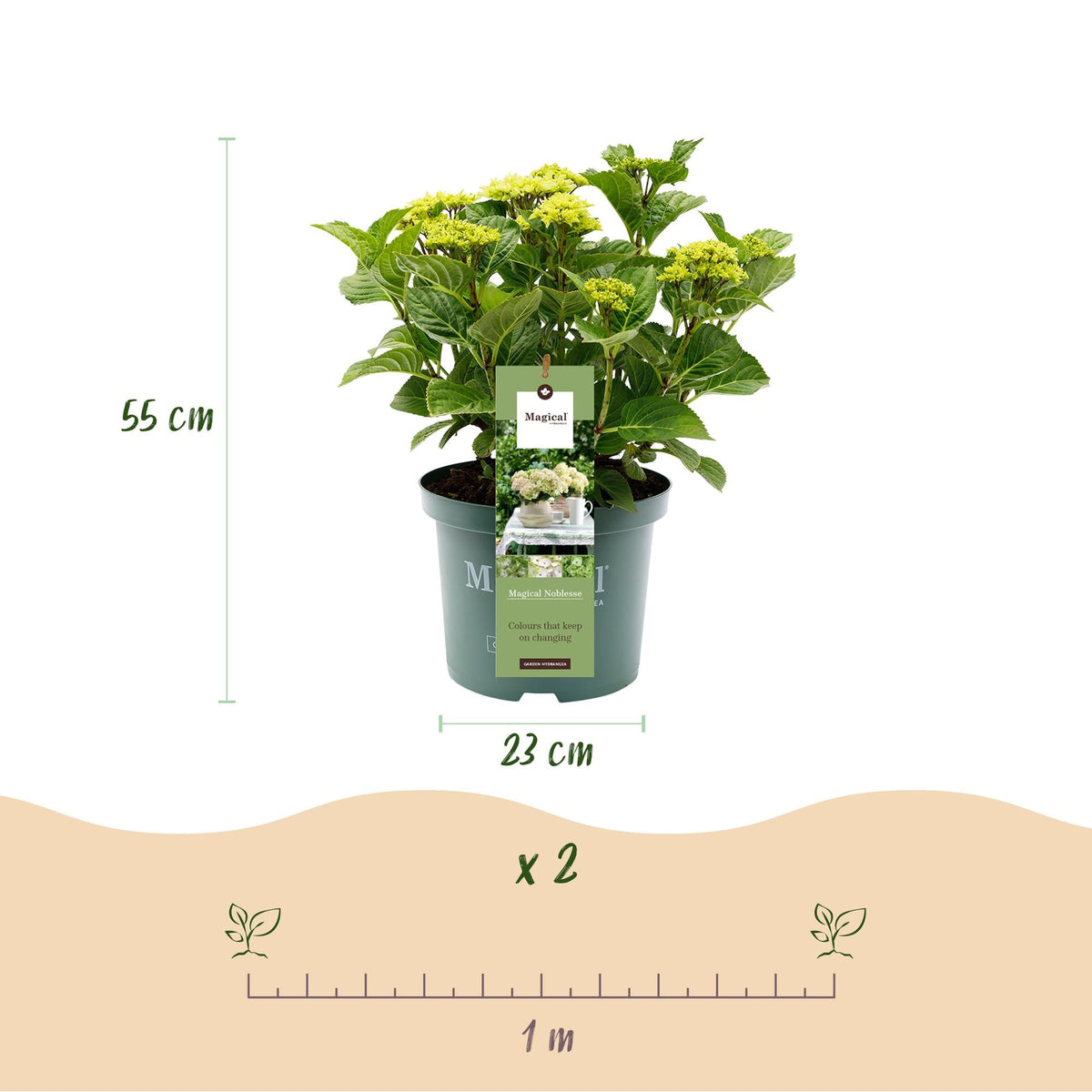 Hortensie Magical Noblesse – Hydrangea macrophylla – Weiß – Balkonpflanze – Im 23 cm Topf – Ca. 55 cm hoch – 6–10 Blüten – Für Balkon, Terrasse & Beet – Üppige Blüte & Farbenpracht 