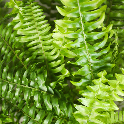 Green boutiQ - Zimmerpflanze - Nephrolepsis exaltata Green Lady - Farn - Haustierfreundlich - Grün - 2 Pflanzen - Topf 12cm - Höhe 28-30cm 