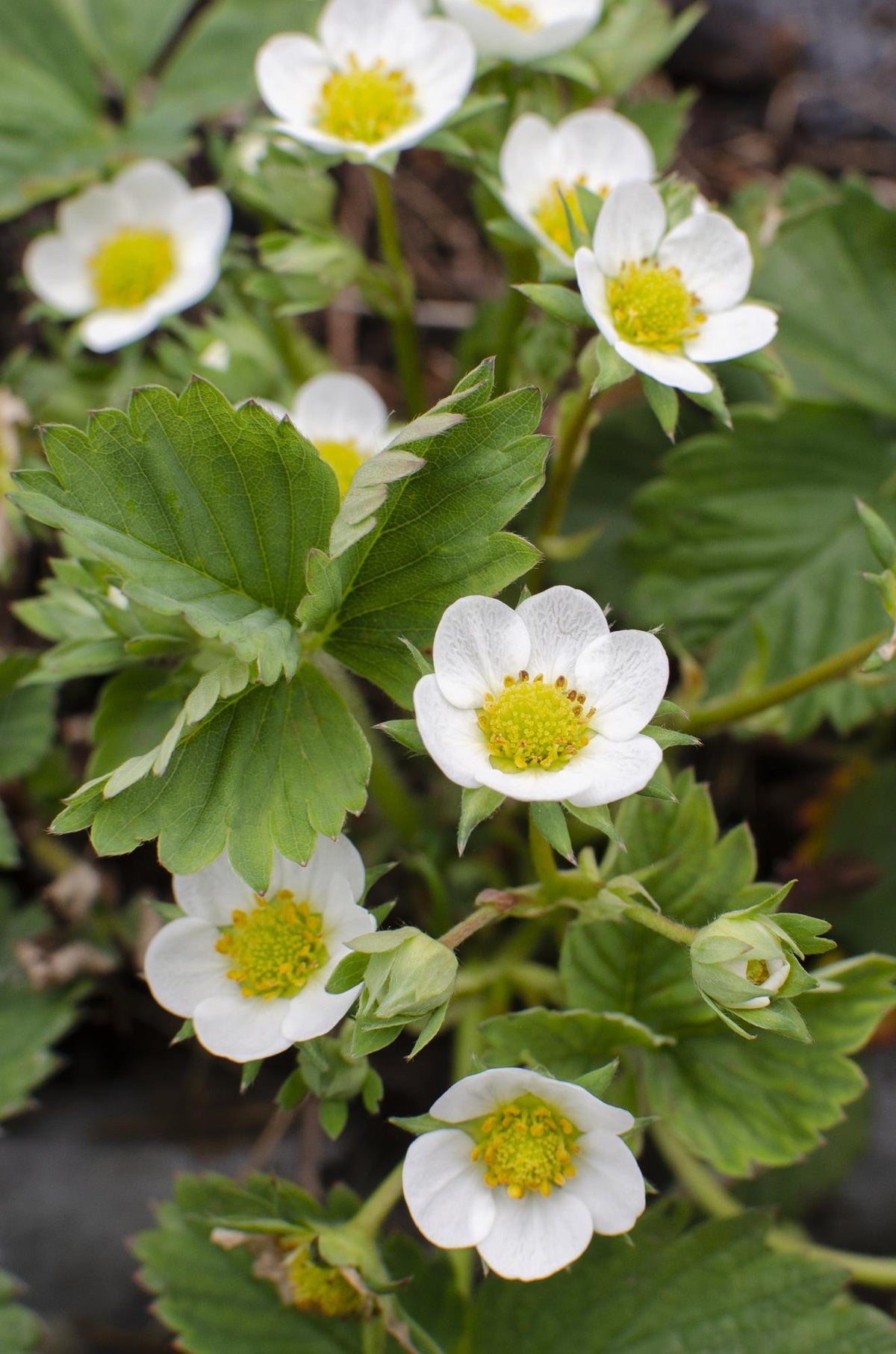 Fragaria x ananassa Delizzimo - Ø13cm - ↕45cm 
