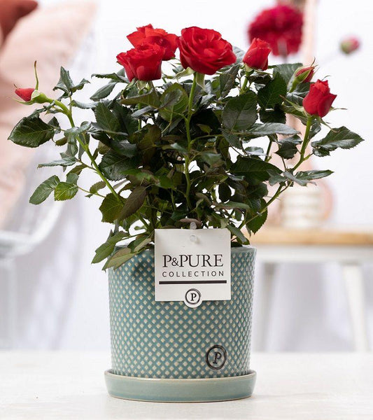 Rosa Red In P&PURE Lauren Ceramics - Ø12cm - ↕30cm 