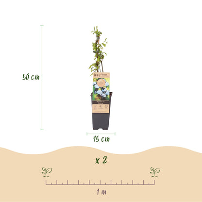 Green boutiQ - Fruit plant - Vaccinium corymbosum Bluecrop - Blueberry - Hardy - Blue Berry - 2 Plants - Pot 15cm - Height 50cm 