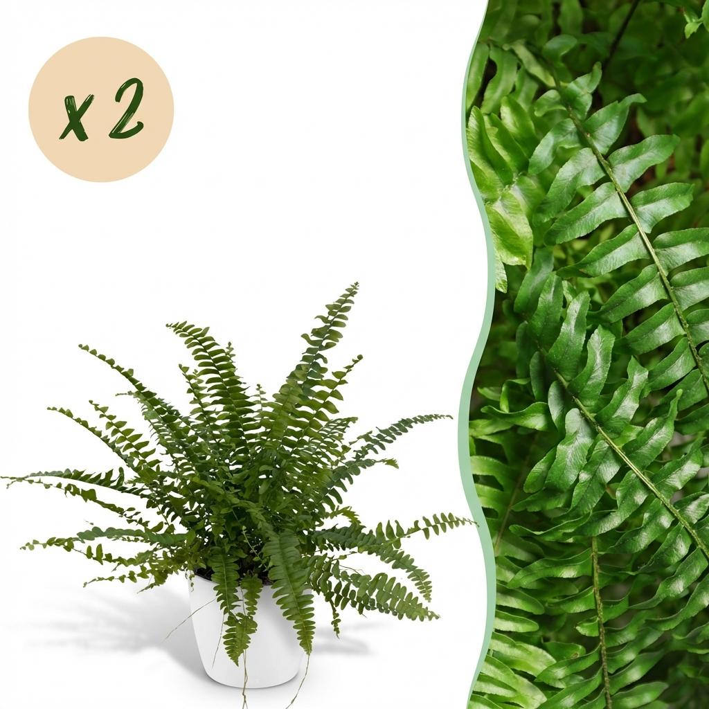 Green boutiQ - Zimmerpflanze - Nephrolepsis exaltata Green Lady - Farn - Haustierfreundliche Pflanze - Grün - 2 Pflanzen - mit Potter Weiß - Topf 12cm - Höhe 25cm 