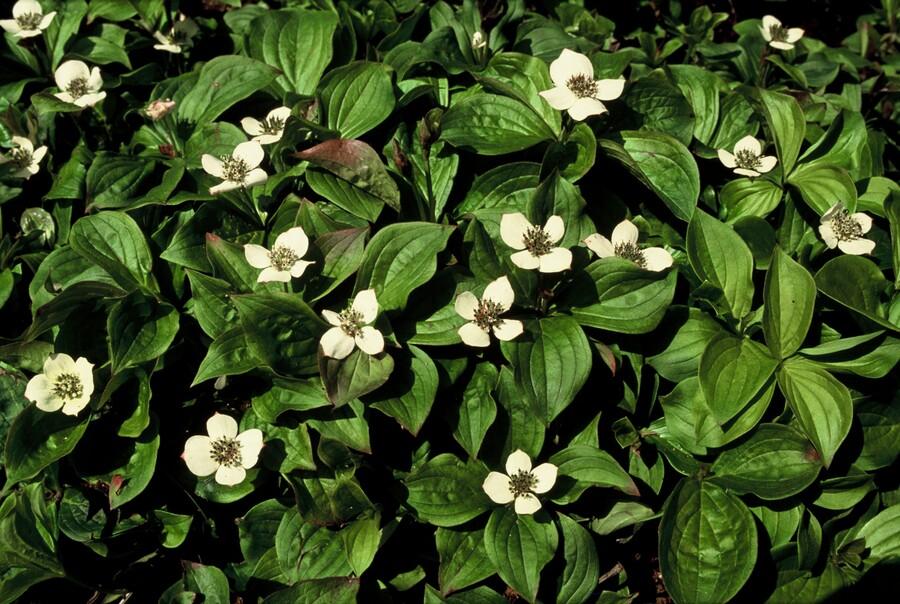 Cornus canadensis – Kanadische Teppich-Hartriegel – 24 Pflanzen – Bodendecker mit weißen Blüten – Ø9cm – ↕10–25cm – Für Schatten & Halbschatten – Winterhart 