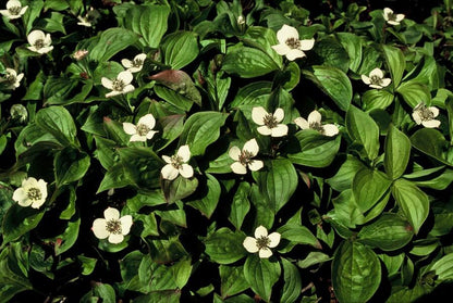 Cornus canadensis – Kanadische Teppich-Hartriegel – 24 Pflanzen – Bodendecker mit weißen Blüten – Ø9cm – ↕10–25cm – Für Schatten & Halbschatten – Winterhart 