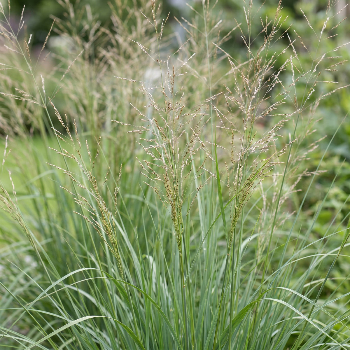 Rohrglanzgras 'Karl Foerster' – Molinia arundinacea 'Karl Foerster' – 12 Pflanzen – Topf Ø11cm – Ansicht 5