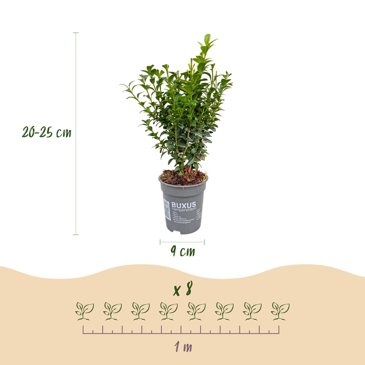 Buchsbaum – Buxus sempervirens – 16 Heckenpflanzen – Topf Ø9cm – Höhe 20-25cm – Winterhart & immergrün – Ansicht 4