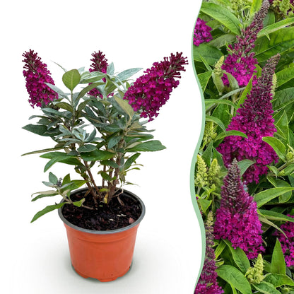 Green boutiQ - Gartenpflanze - Buddleja davidii Butterfly Candy Little Ruby - Schmetterlingsstrauch - Kompakt - Rot - 1 Pflanze - Topf 12cm - Höhe 20-25cm 