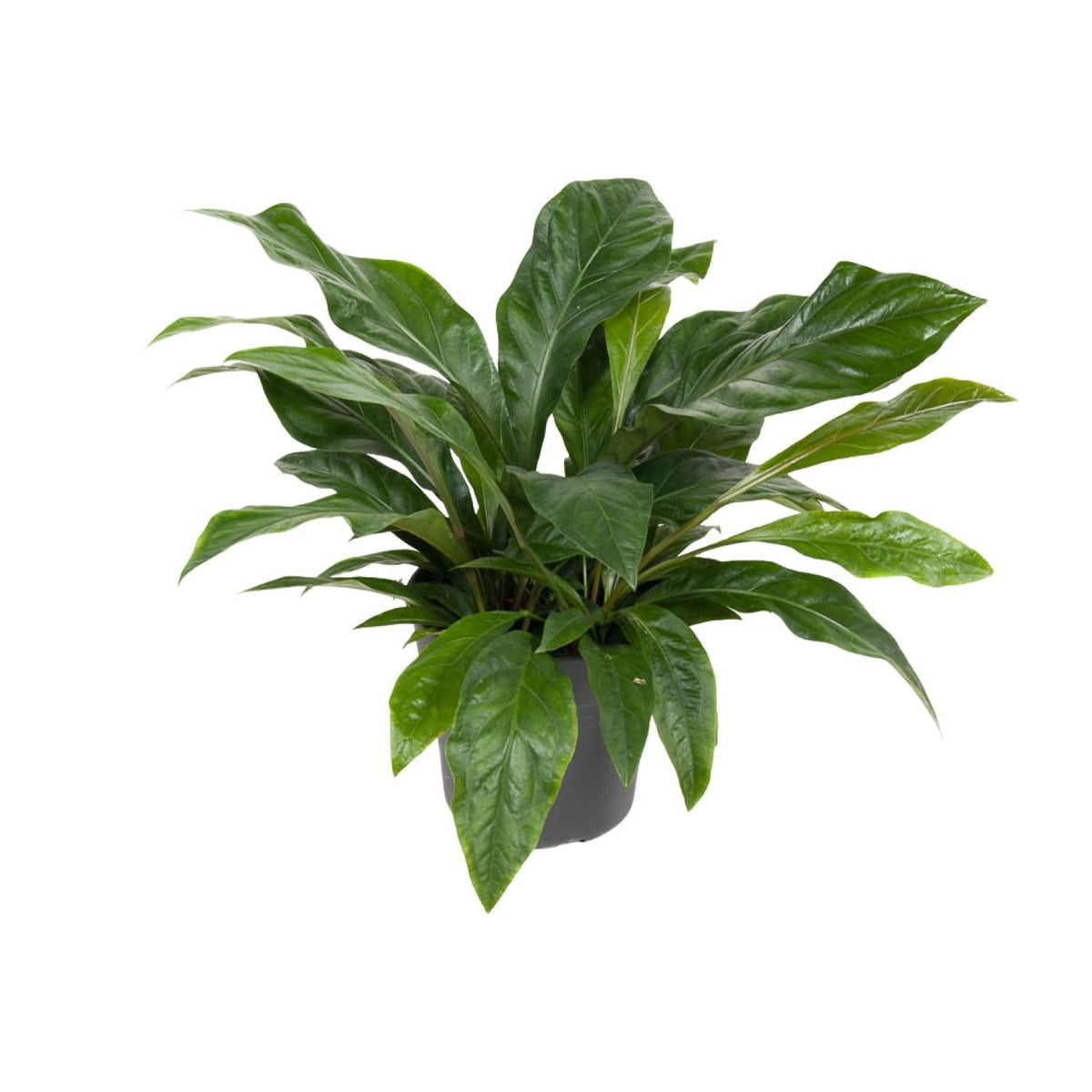 Flamingoblume – Anthurium Jungle Bush – Zimmerpflanze – Ø30 cm – ↕70 cm – Pflegeleicht – Leuchtendes Laub – Tropisches Flair 