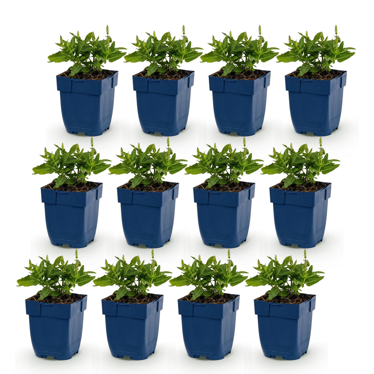 Steppen-Salbei 'Sensation Deep Blue' – Salvia nemorosa 'Sensation Deep Blue' – Topf Ø11cm – Ansicht 2