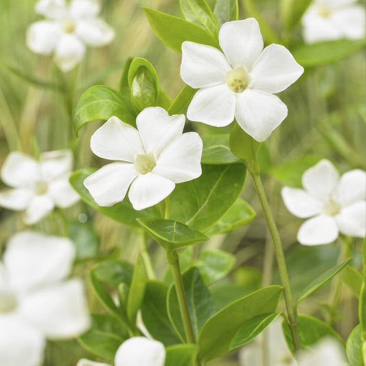 Großblättriges Immergrün Vinca major 'Alba' – 6 Pflanzen – Bodendecker – Ø9cm – ↕10–25cm – Weiße Blüten – Pflegeleicht & Robust – Für schattige Gartenbereiche 