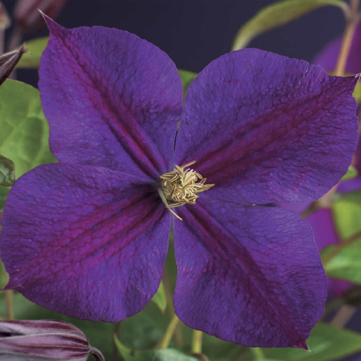 Kletterpflanze Clematis Star of India – Tiefblaue Blüten – 2 Pflanzen – 11 cm x H40 cm – Pflegeleicht & Winterhart – Ideal für Garten, Balkon & Pergolen 