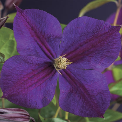 Kletterpflanze Clematis Star of India – Tiefblaue Blüten – 2 Pflanzen – 11 cm x H40 cm – Pflegeleicht & Winterhart – Ideal für Garten, Balkon & Pergolen 