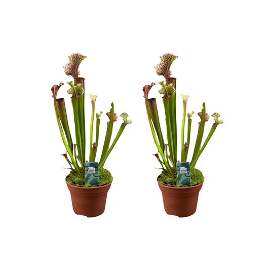 Schlauchpflanze Judith Hindle – 2 Pflanzen – Sarracenia – Ø12cm – ca. 30cm hoch – Fleischfressende Pflanze mit farbigen Schläuchen – Exotisch, pflegeleicht & insektenfangend 