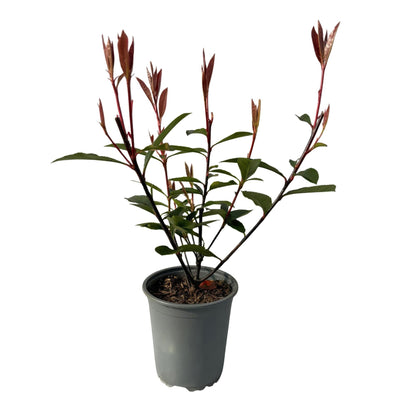 Glanzmispel Photinia fraseri Carre Rouge – Immergrüne Heckenpflanzen – 8 Pflanzen – 1 m – 9 cm Höhe 30–35 cm – Rote & grüne Blätter – Pflegeleicht 