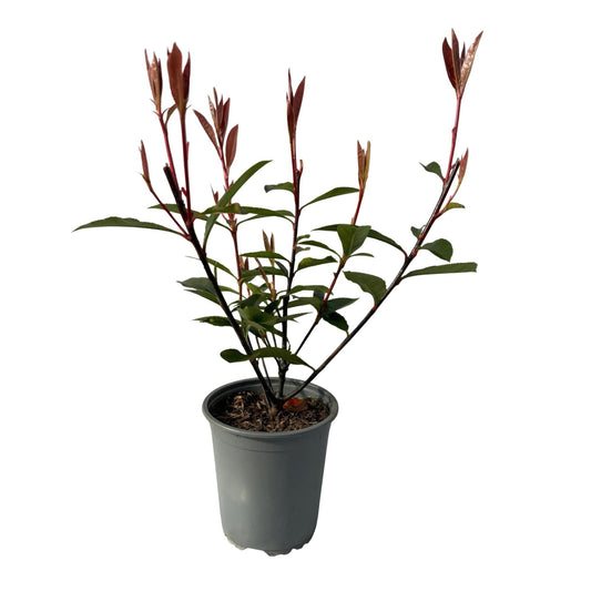 Glanzmispel Photinia fraseri Carre Rouge – Immergrüne Heckenpflanzen – 8 Pflanzen – 1 m – 9 cm Höhe 30–35 cm – Rote & grüne Blätter – Pflegeleicht 
