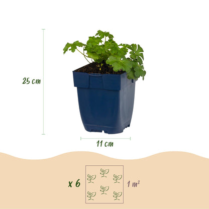 Storchschnabel 'Czakor' – Geranium macrorrhizum 'Czakor' – 6 Pflanzen – Topf Ø11cm – Ansicht 3