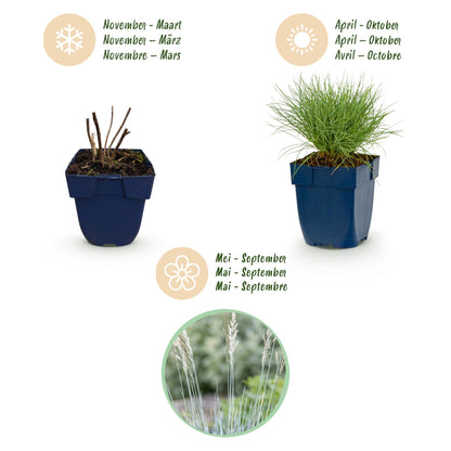 Blauschwingel – Festuca glauca – 6 Pflanzen – Topf Ø11cm – Bienenfreundliche Staude für Garten & Balkon – Ansicht 4