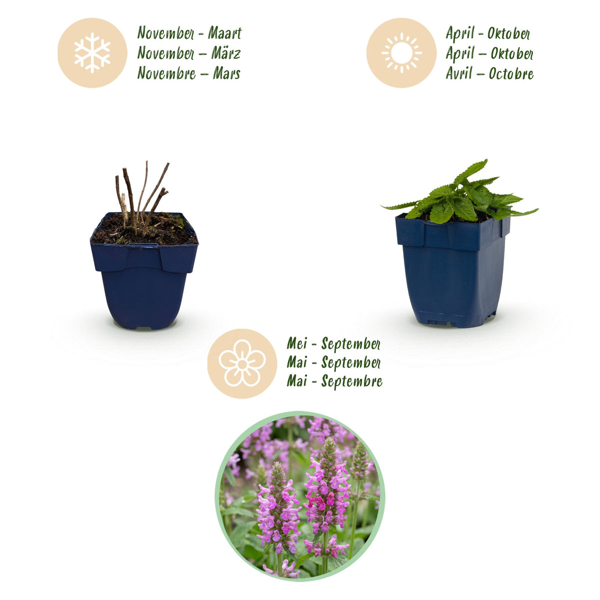 Ziest 'Ukkie' – Stachys officinalis 'Ukkie' – 6 Pflanzen – Topf Ø11cm – Ansicht 4