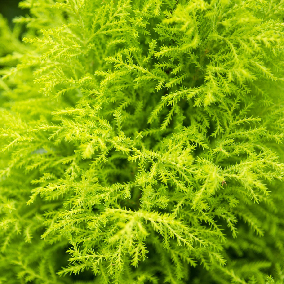 Green boutiQ - Zimmerpflanzen - Cupressus Gold Crest Wilma - Zimmerkonifere - Wenig Pflege - Grün - 1 Pflanze - mit Potter Grau - Topf 21cm - Höhe 85-95cm 