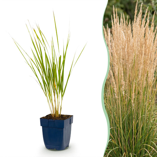 Reitgras 'Karl Foerster' – Calamagrostis 'Karl Foerster' – 6 Pflanzen – Topf Ø11cm