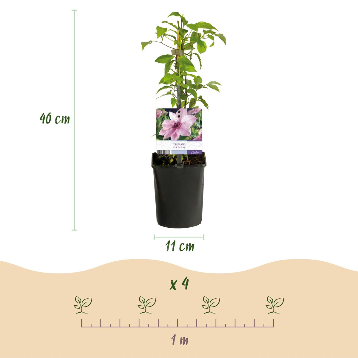 Kletterpflanze Clematis Pink Fantasy – Rosa Blüten – Wenig Pflege – 2 Pflanzen – 11 cm Höhe 40 cm – Für Garten, Terrasse & Pergolen 