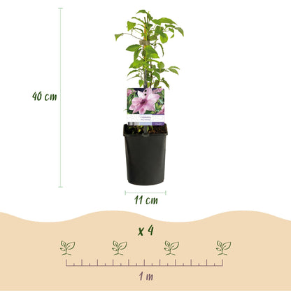 Kletterpflanze Clematis Pink Fantasy – Rosa Blüten – Wenig Pflege – 2 Pflanzen – 11 cm Höhe 40 cm – Für Garten, Terrasse & Pergolen 