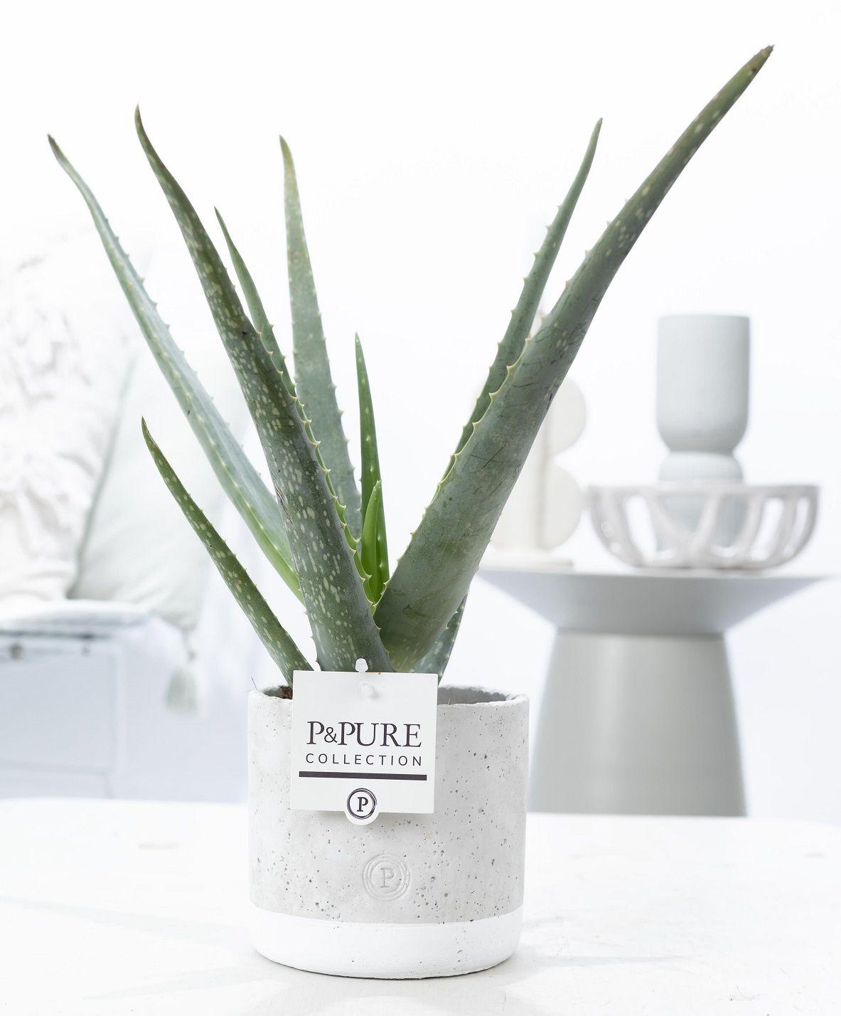 Aloe Vera In P&PURE Jade Ceramics - Ø12cm - ↕45cm 