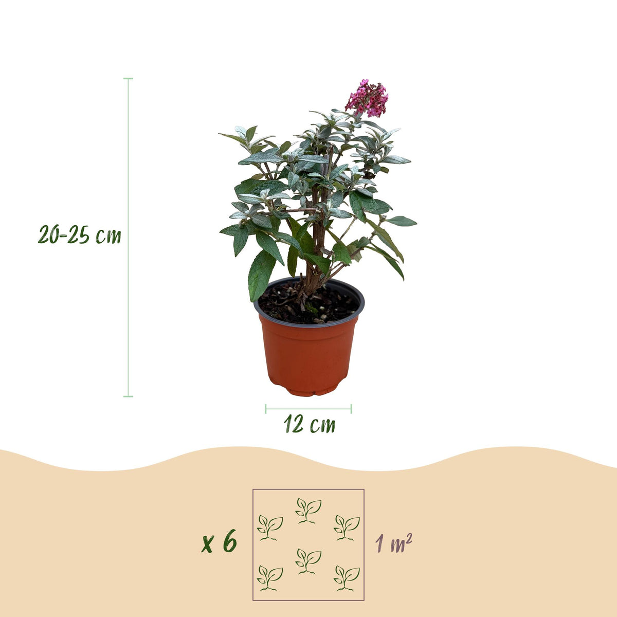 Flieder Buddleja Butterfly Candy Little Ruby 3er Set – kompakter Schmetterlingsstrauch rot bis tiefrosa – Topf 12cm – Höhe 20-25cm – duftend, nektarreich, insektenfreundlich – für Beet, Kübel, Balkon & Terrasse 