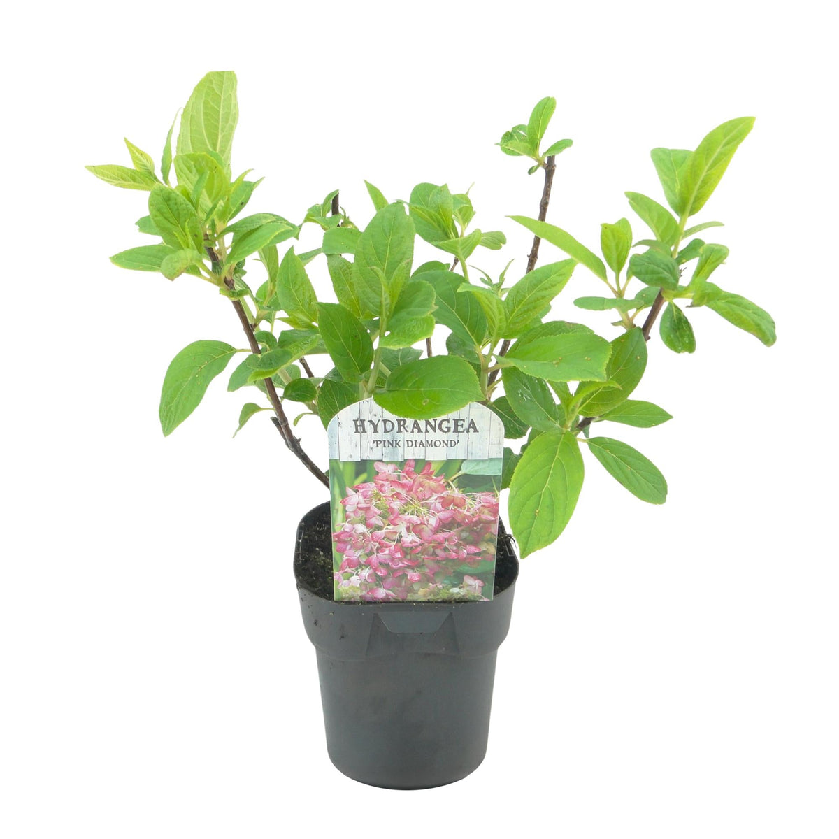 Rispenhortensie – Hydrangea panniculata Pink Diamond – Blüte Weiß-Rosa – Laubabwerfend – Große Blüten – 17cm – Höhe ca. 50cm 